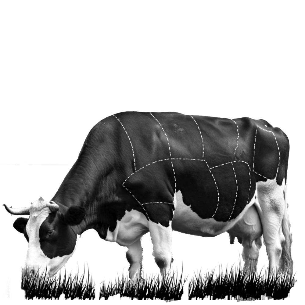 Vaca pastando-Divisoria de tipo de carnes- Ecológica Santa Nulla