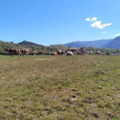 Ganado pastando-Ecológica Santa Nulla